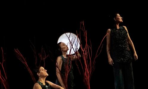 Foto 8 de l'espectacle Sotabosc