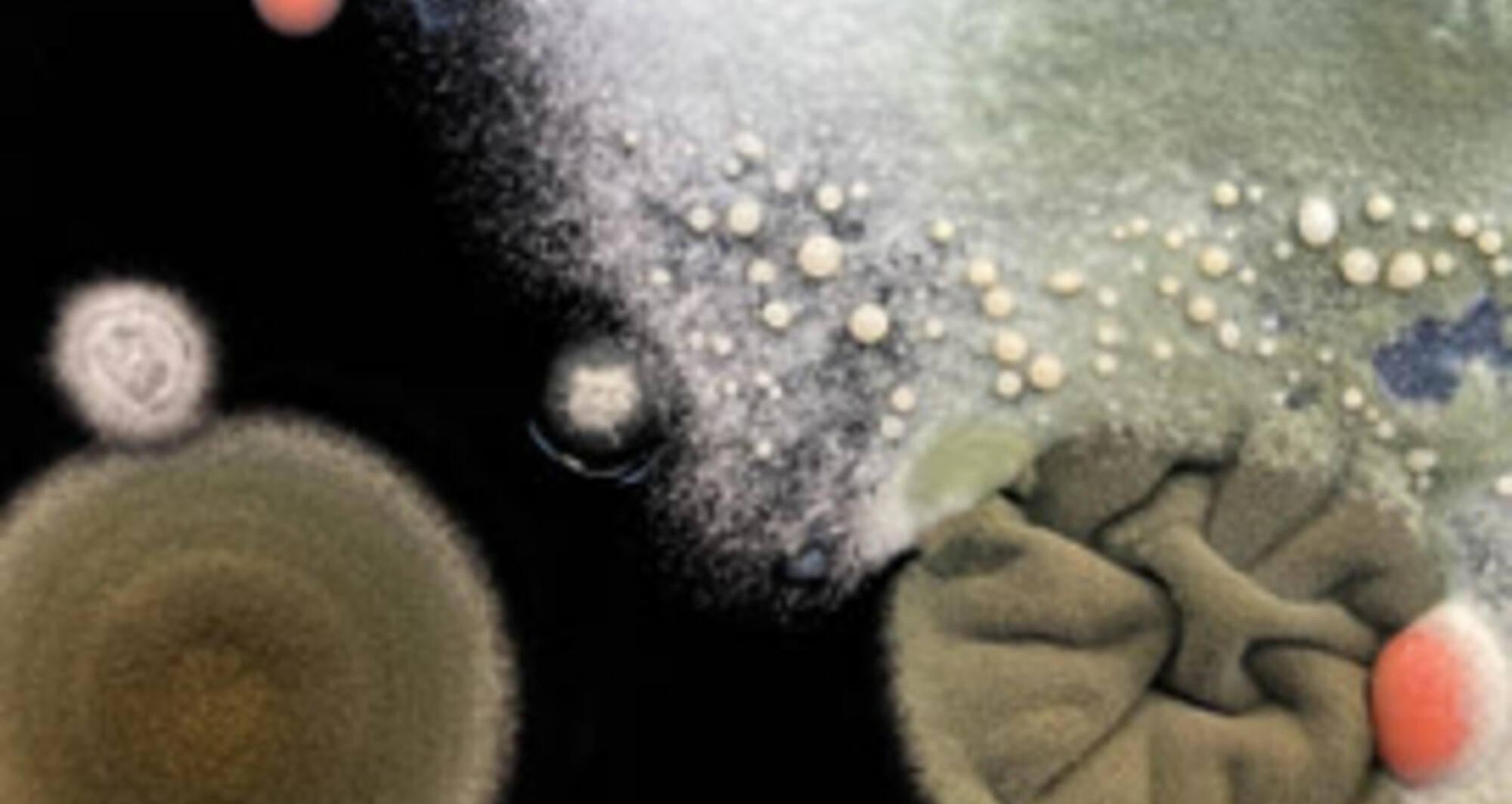 EL PENSAMENT SALVATGE