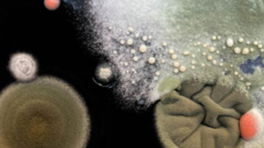 EL PENSAMENT SALVATGE