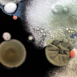 EL PENSAMENT SALVATGE