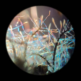 Y PARECEREMOS ÁRBOLES. FICCIONES BOTÁNICAS