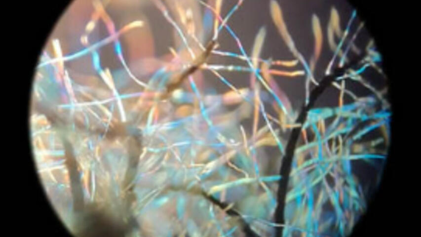 Y PARECEREMOS ÁRBOLES. FICCIONES BOTÁNICAS